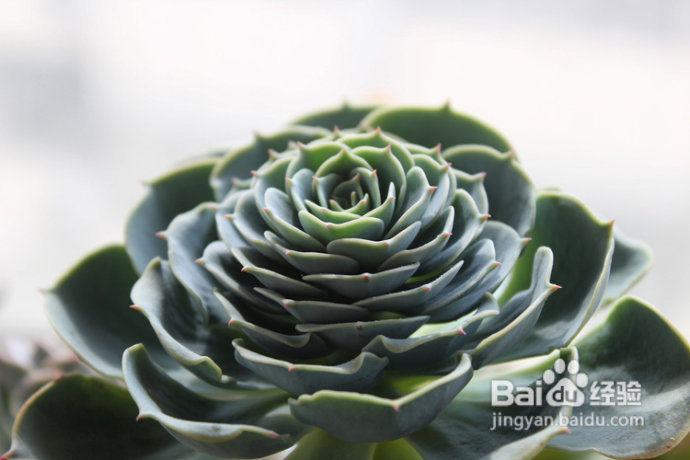 三伏天，损失惨重