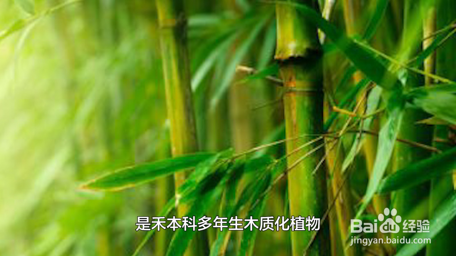 竹子属于树还是草
