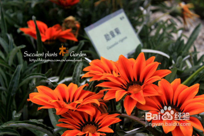 上海植物园（上）