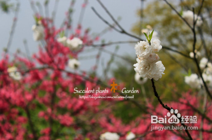 上海植物园（上）