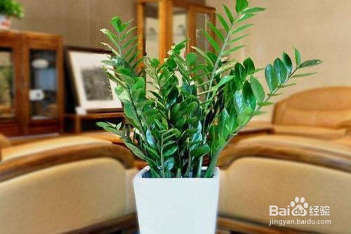 金钱树倒伏怎么办