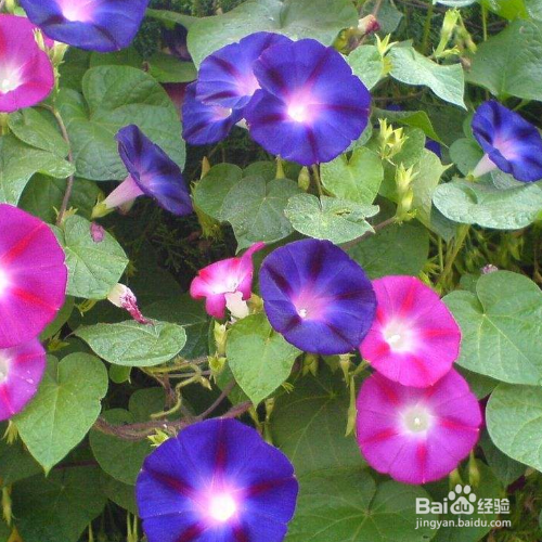 刚买来的牵牛花怎么养？