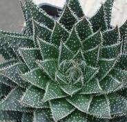 波露叶子干瘪怎么办