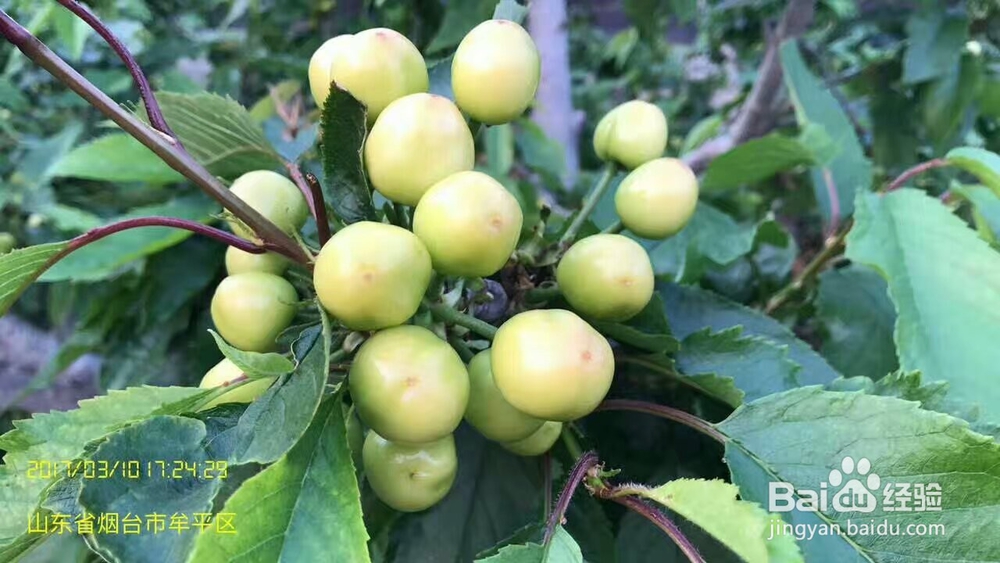 樱桃烘干机大樱桃热泵烘干机真的好用哦!