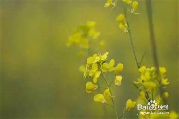 重庆赏花地图最全攻略必收藏-莫辜负这大好春光