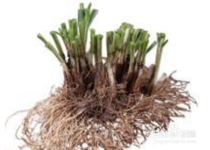 木本生水果和草本生水果蔬菜和水果怎么区分