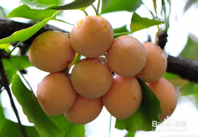 怎样做好吃又营养的白果小排汤？