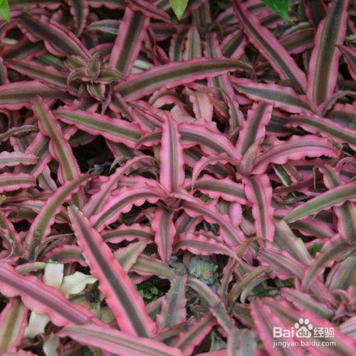 绒叶小凤梨的养殖方法和注意事项