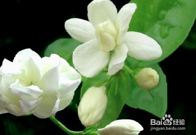 茉莉花怎么养殖