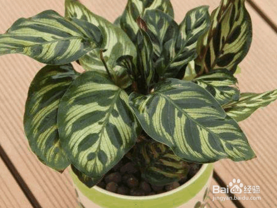 孔雀竹芋的栽培方法及注意事项