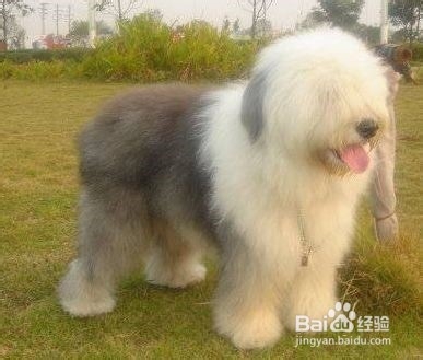 狗狗,我的世界不能没有你