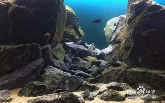 三湖慈鲷鱼缸造景