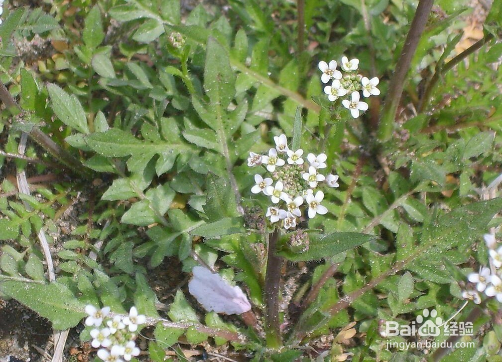 早春吃什么蔬菜最好