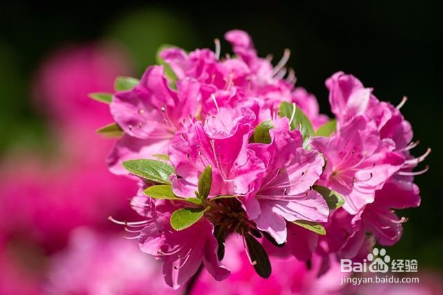 杜鹃花的养殖方法和注意事项有哪些
