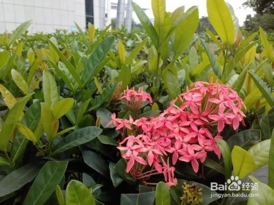 金立ELIFE S5.1手机拍照样张与点评