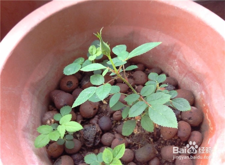 月季从播种到发芽、长叶、开花的全过程