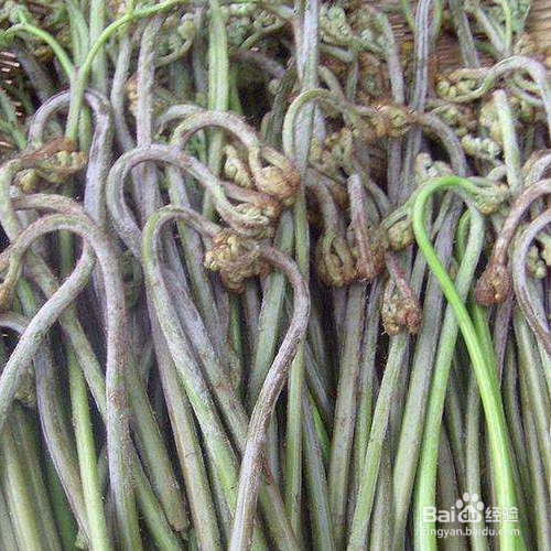 蕨菜的培育方法和注意事项