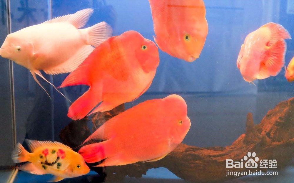 如何防止冬季缺氧死鱼