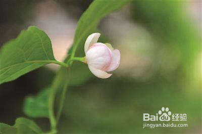夏腊梅的种植方法和注意事项