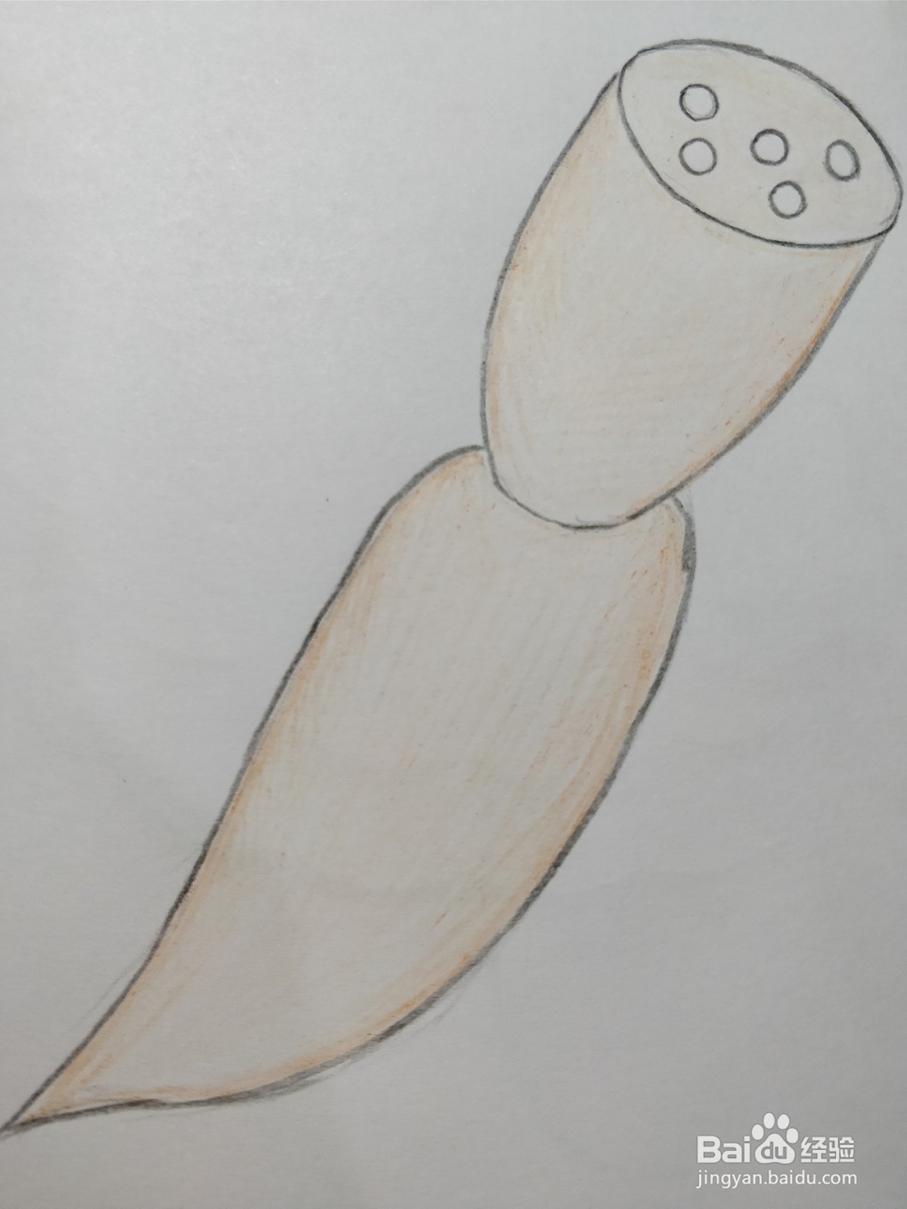 简笔画画莲藕