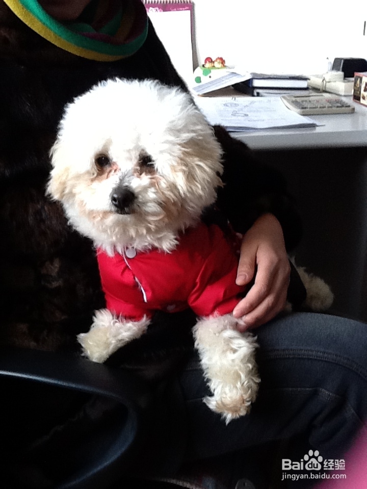 狗狗毛不好怎么办？嘴边毛黄怎么办？