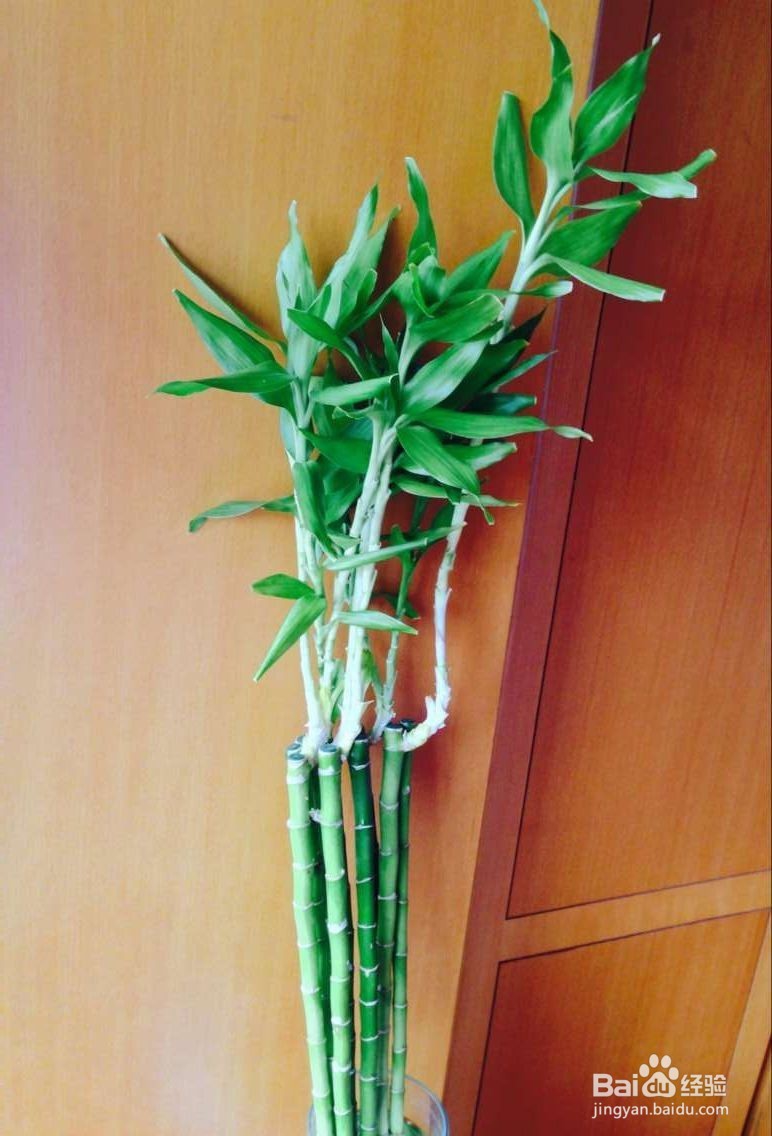 冬季家里适合养什么植物