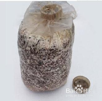 怎样在室内种植蘑菇