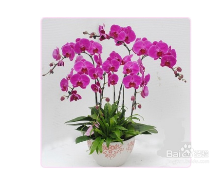 蝴蝶兰茎变黄该如何解决