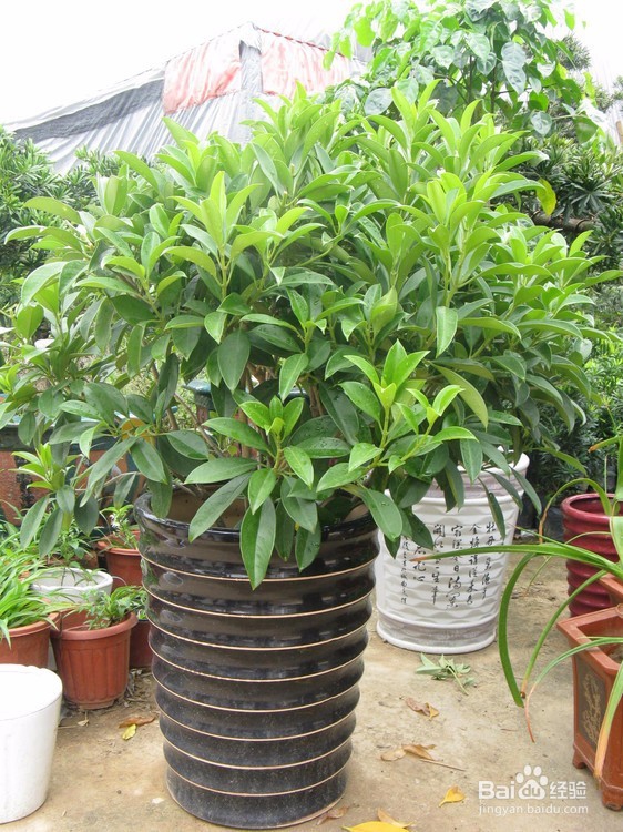 室内养花施肥技巧