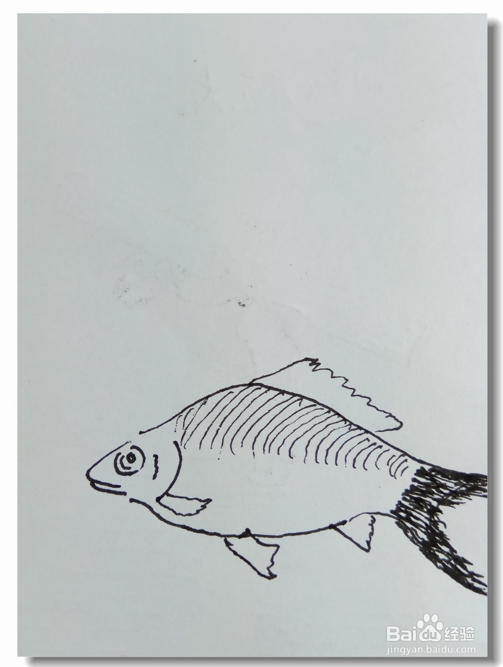 怎样画钢笔画“鲫鱼