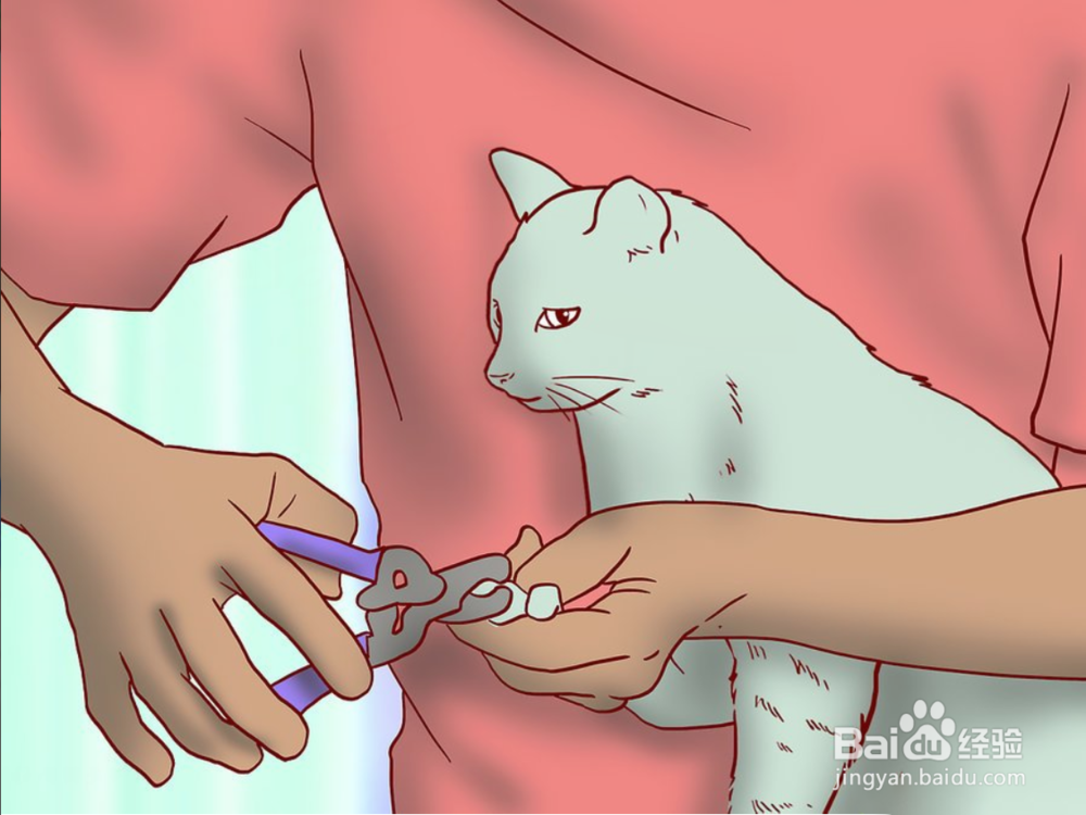 教你如何一只小猫开始养和注意事项有哪些?