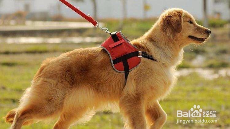 养宠物猫和狗有什么不同?