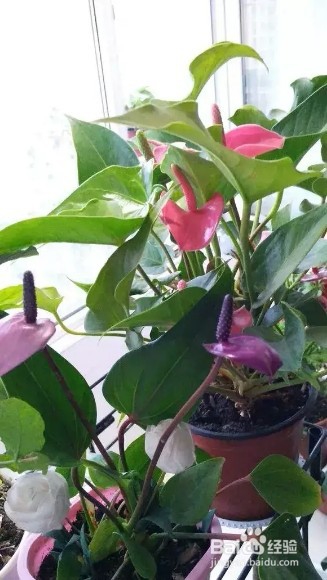 做好6件事,绿萝不死不伤,月季长寿花开满盆