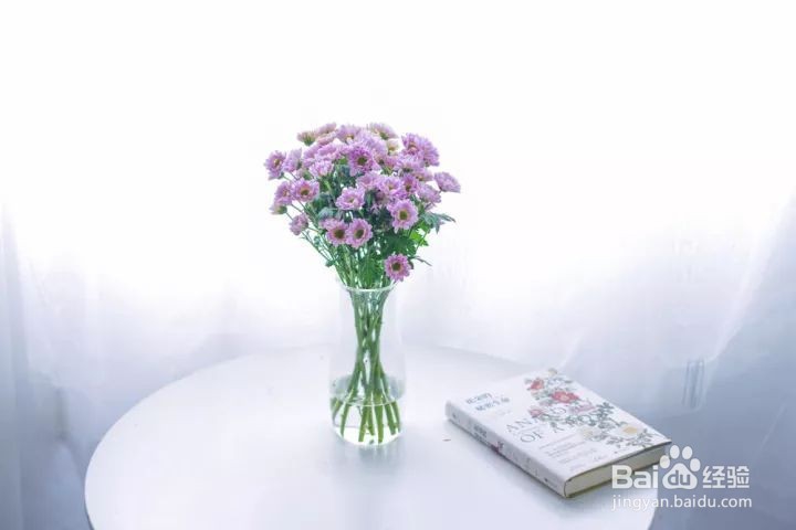 花小好|鲜花小雏菊怎么养护