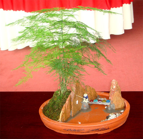 文竹的养殖方法？