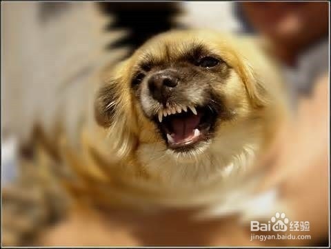 怎样哄你家生病的小狗狗主动吃