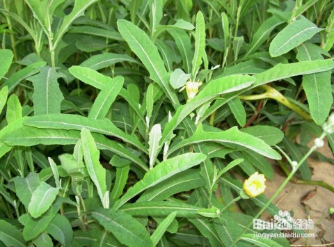 蜜蜂蜇人了在野外如何处理