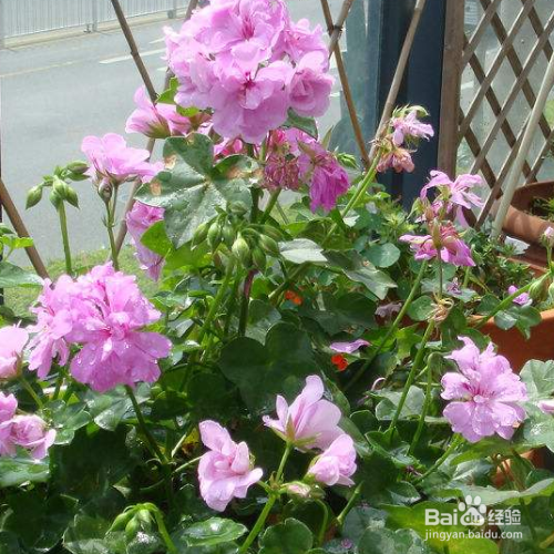 在家中该如何养殖天竺葵？