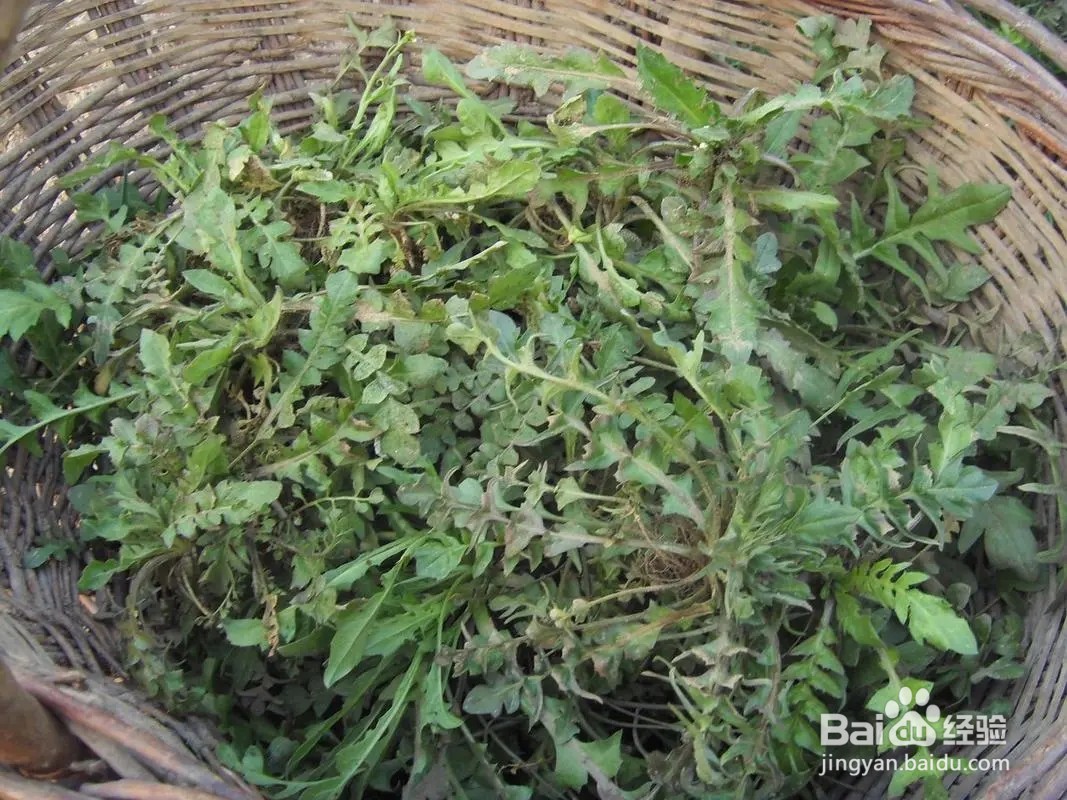 如何识别荠菜？