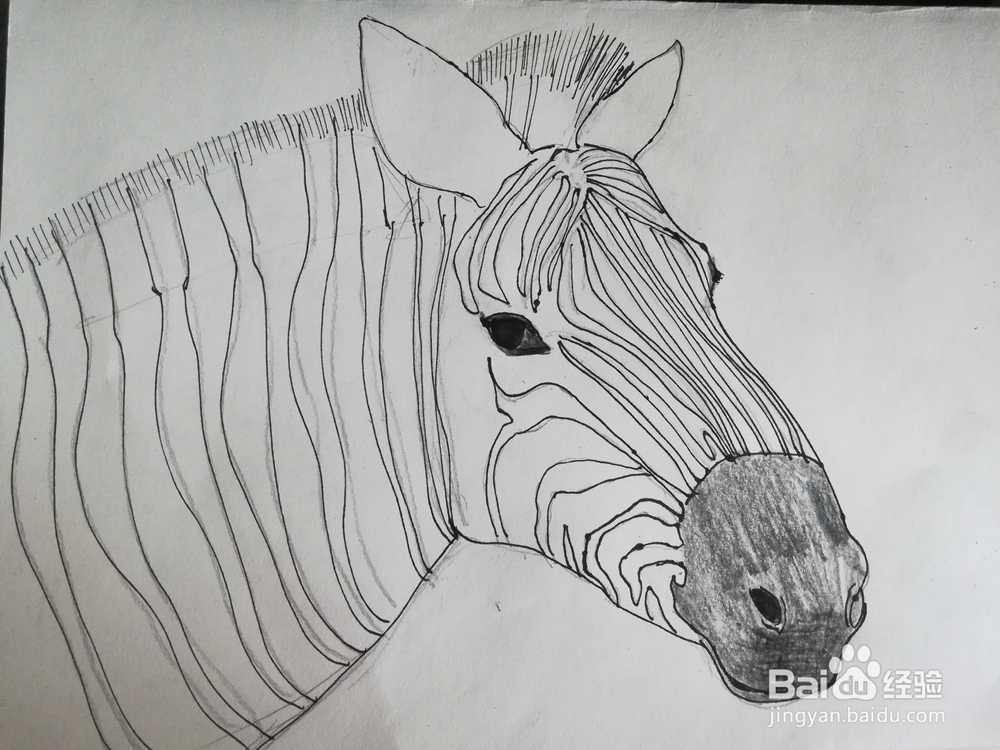 怎么画斑马的线描创意画