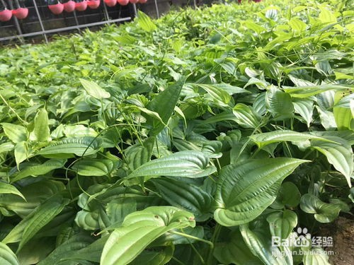 地苦胆怎么种植