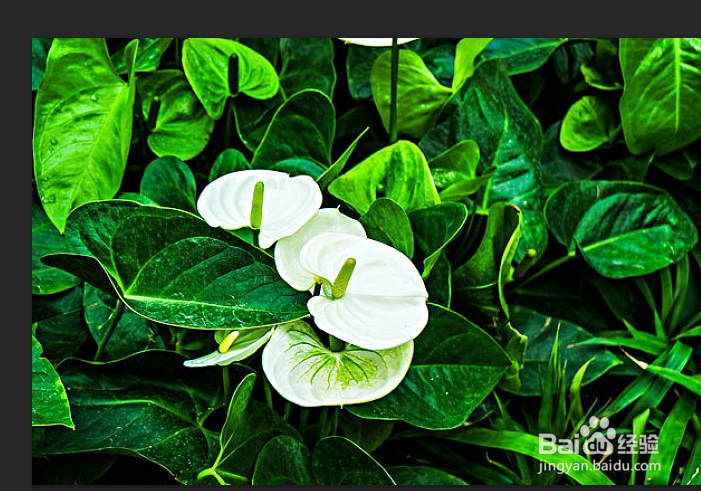 photoshop如何实现水平/垂直翻转