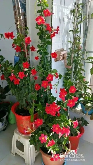 养上3种爬藤花,隔热降温,好看好养