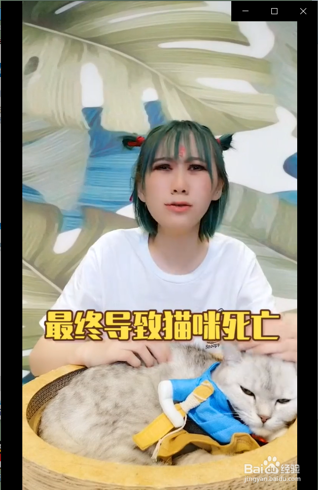 夏天养猫的家庭需要注意什么