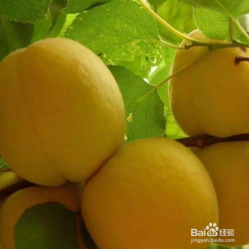 怎么把黄桃养的又大又饱满?