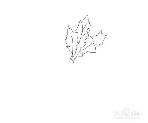 再画出萝卜的第三片叶子,然后再画出上面的叶脉线,如图所示