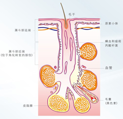 皮肤油腻怎么办？