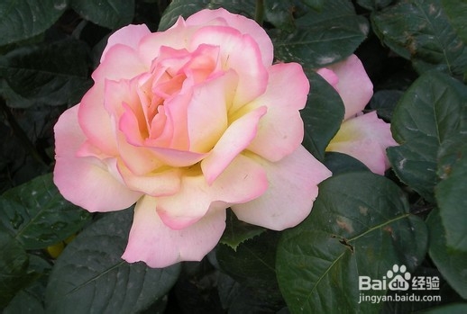 卧室内比应该放的花卉（什么花不宜放在卧室内）