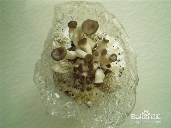 如何自行种植蘑菇?