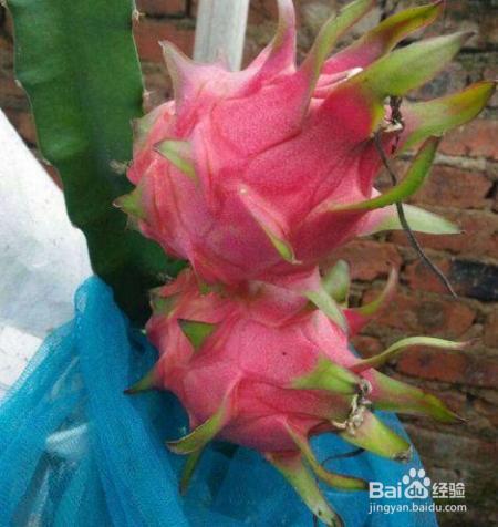 路边剪个枝，插土里就活，1年结果200个